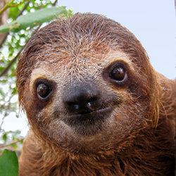 Sloth